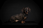 shorthaired Dachshund