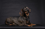 shorthaired Dachshund