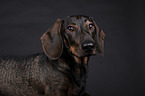shorthaired Dachshund
