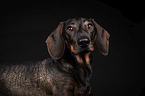 shorthaired Dachshund