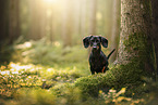 shorthaired Dachshund