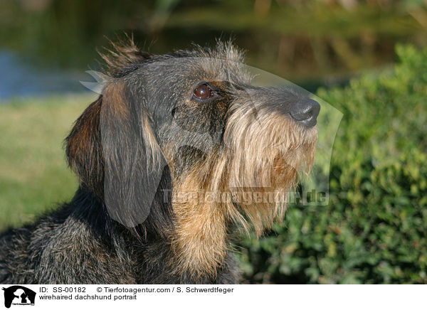 wirehaired dachshund portrait / SS-00182