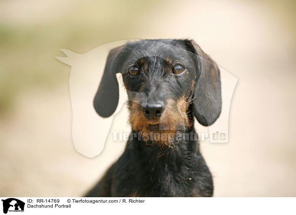 Dackel Portrait / Dachshund Portrait / RR-14769