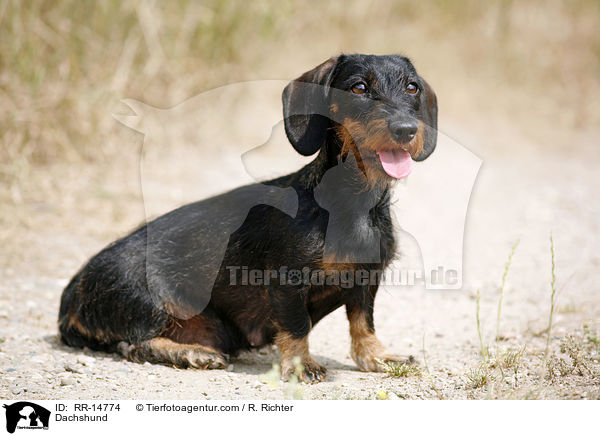 Dackel / Dachshund / RR-14774