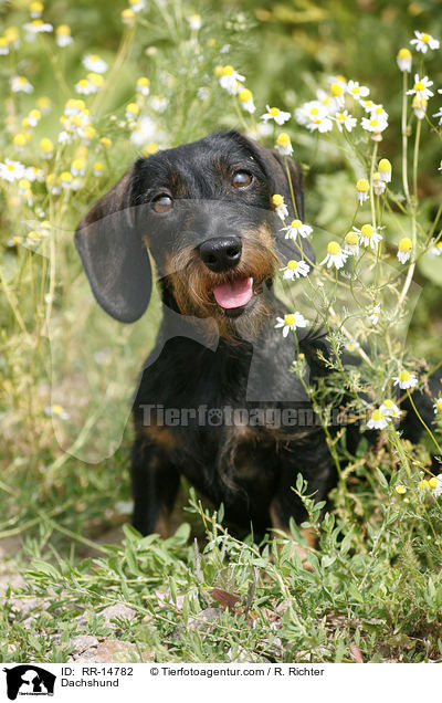 Dackel / Dachshund / RR-14782