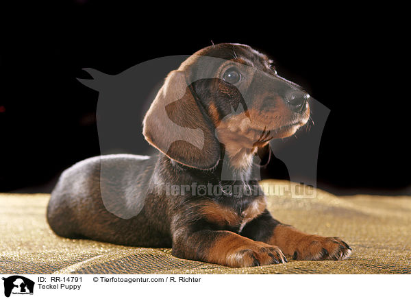 Rauhaardackel Welpe / Teckel Puppy / RR-14791