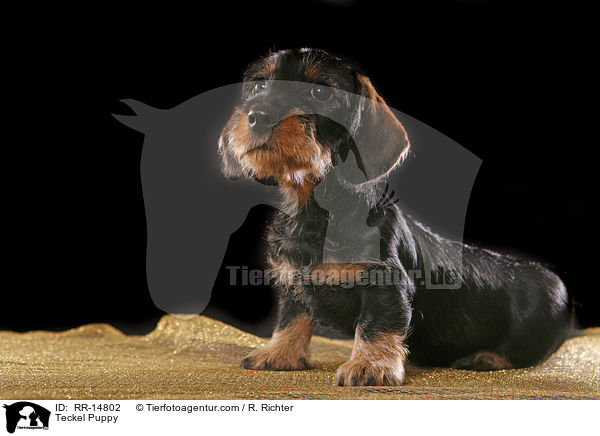 Rauhaardackel Welpe / Teckel Puppy / RR-14802