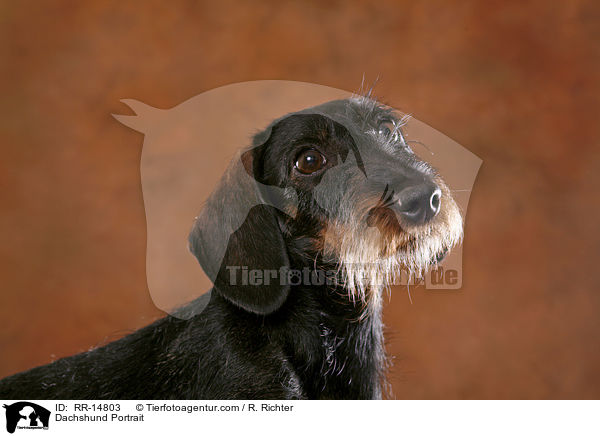Dackel Portrait / Dachshund Portrait / RR-14803