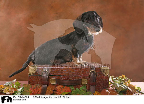 Dackel / Dachshund / RR-14804