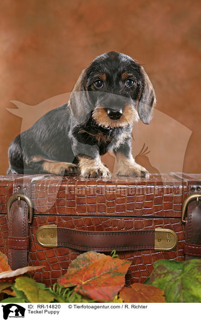Rauhaardackel Welpe / Teckel Puppy / RR-14820