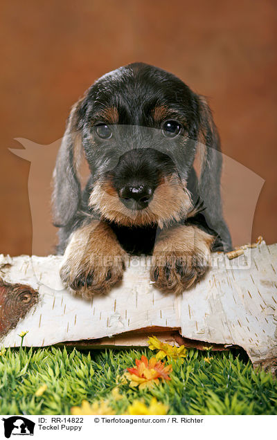 Rauhaardackel Welpe / Teckel Puppy / RR-14822