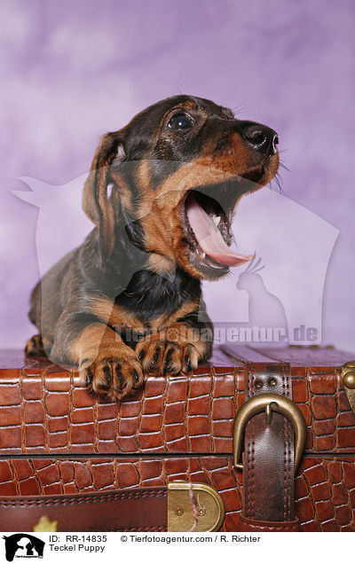 Rauhaardackel Welpe / Teckel Puppy / RR-14835