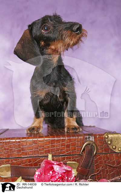 Dackel / Dachshund / RR-14839