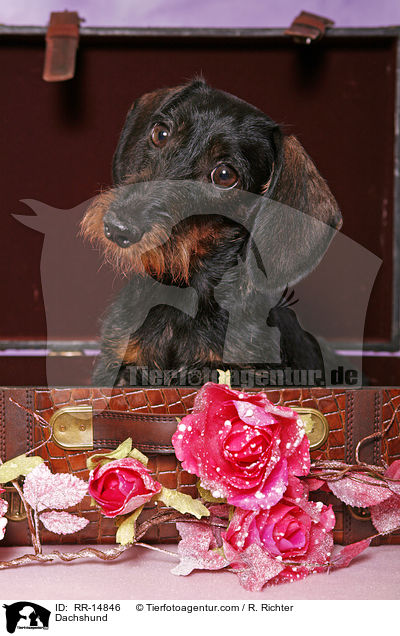 Dackel / Dachshund / RR-14846