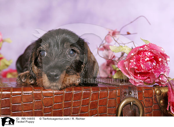 Rauhaardackel Welpe / Teckel Puppy / RR-14855