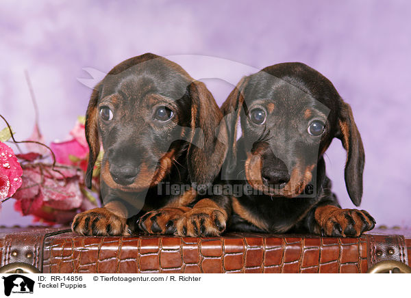 Dackel Welpen / Teckel Puppies / RR-14856