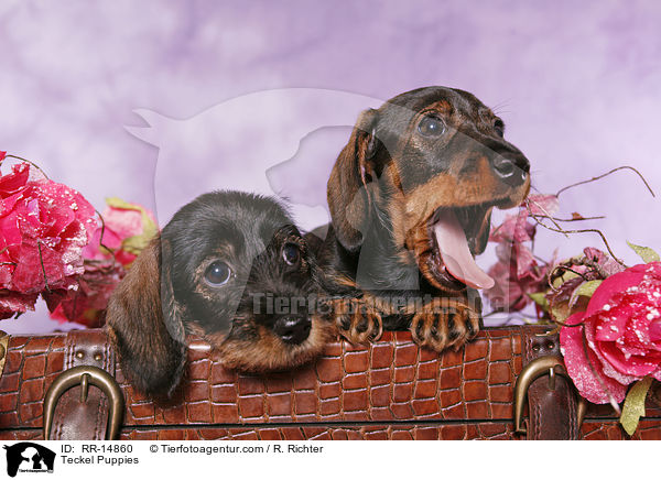 Dackel Welpen / Teckel Puppies / RR-14860