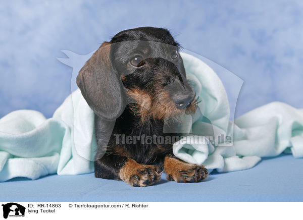 liegender Dackel / lying Teckel / RR-14863