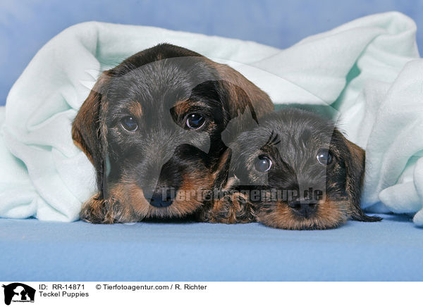 Dackel Welpen / Teckel Puppies / RR-14871