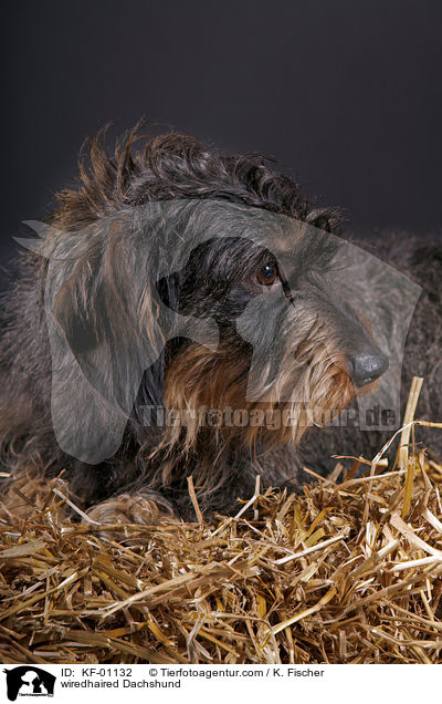 wiredhaired Dachshund / KF-01132