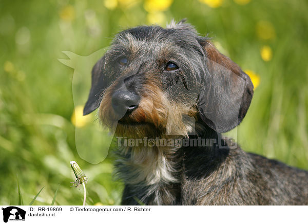 Rauhaardackel / dachshund / RR-19869