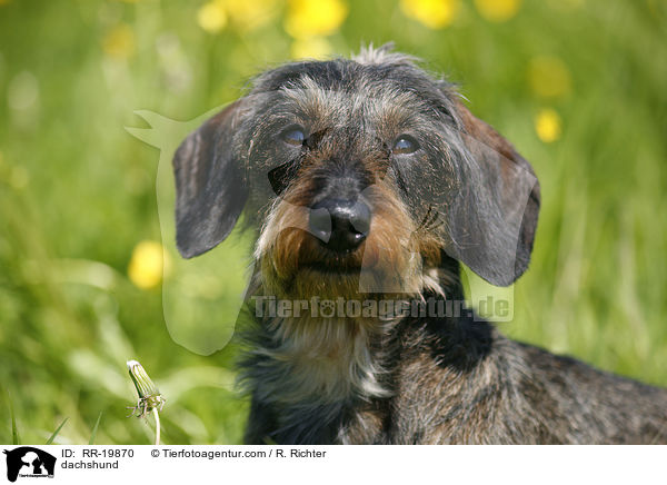 Rauhaardackel / dachshund / RR-19870