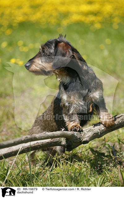 Rauhaardackel / dachshund / RR-19879