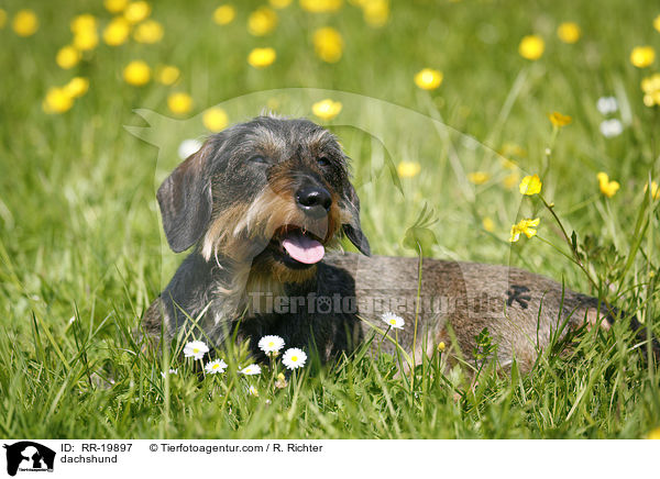 Rauhaardackel / dachshund / RR-19897