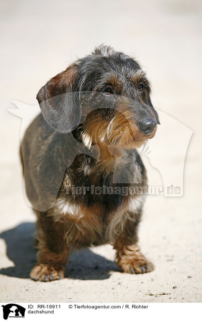 Rauhaardackel / dachshund / RR-19911