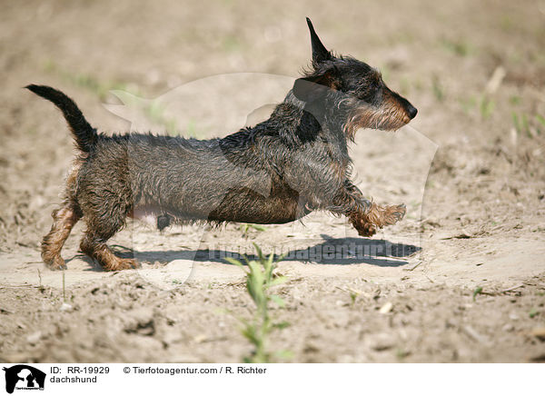 Rauhaardackel / dachshund / RR-19929
