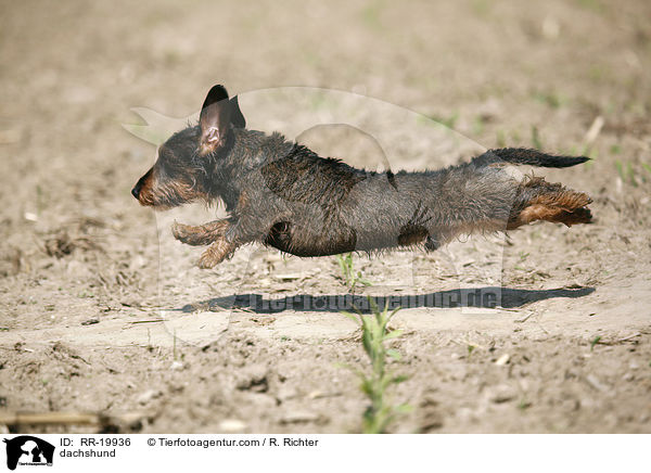 Rauhaardackel / dachshund / RR-19936