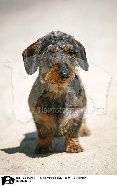 Rauhaardackel / dachshund / RR-19957