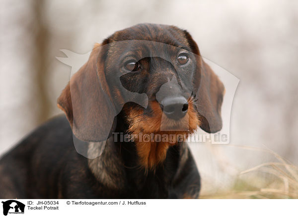 Dackel Portrait / Teckel Potrait / JH-05034