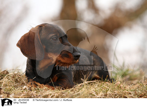 liegender Dackel / lying Teckel / JH-05036