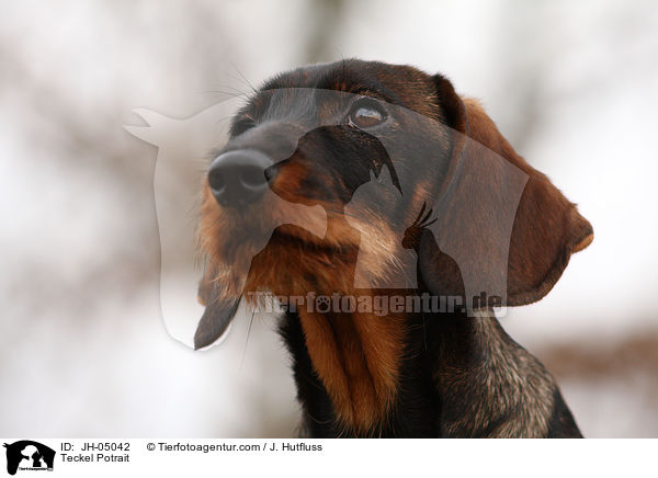 Dackel Portrait / Teckel Potrait / JH-05042