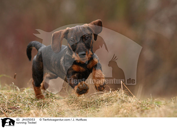 rennender Rauhaardackel / running Teckel / JH-05053