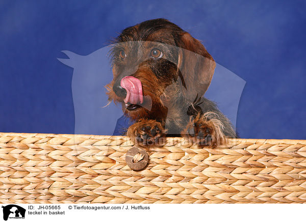 Rauhaardackel im Krbchen / teckel in basket / JH-05665