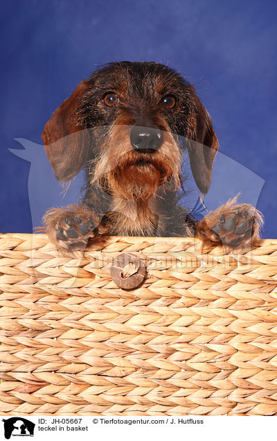 Rauhaardackel im Krbchen / teckel in basket / JH-05667