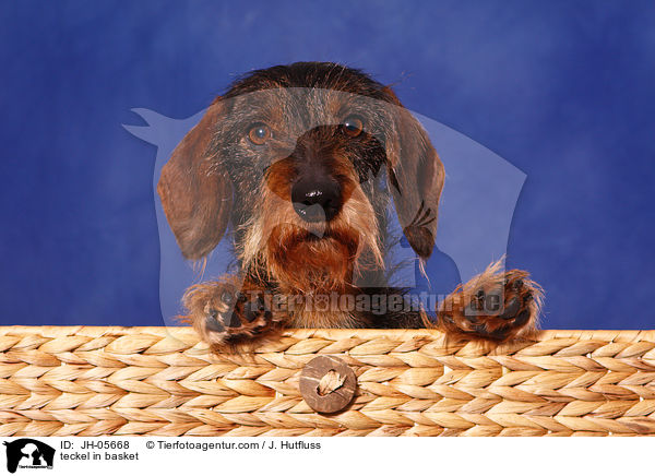Rauhaardackel im Krbchen / teckel in basket / JH-05668