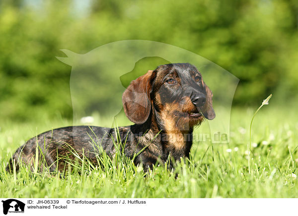 Rauhaardackel / wirehaired Teckel / JH-06339