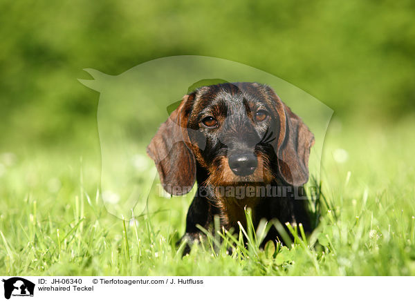 Rauhaardackel / wirehaired Teckel / JH-06340