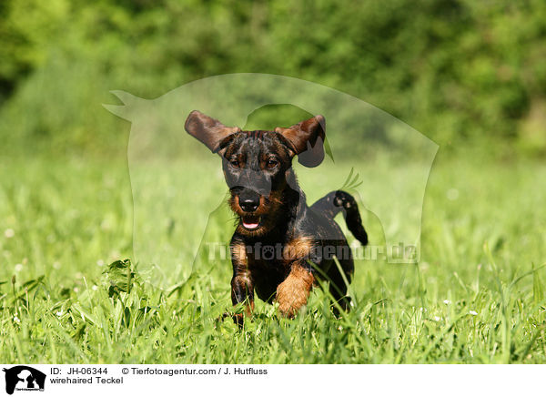Rauhaardackel / wirehaired Teckel / JH-06344