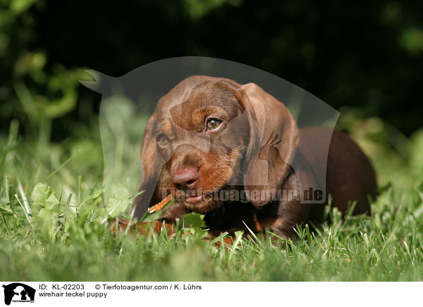 Rauhaardackel Welpe / wirehair teckel puppy / KL-02203