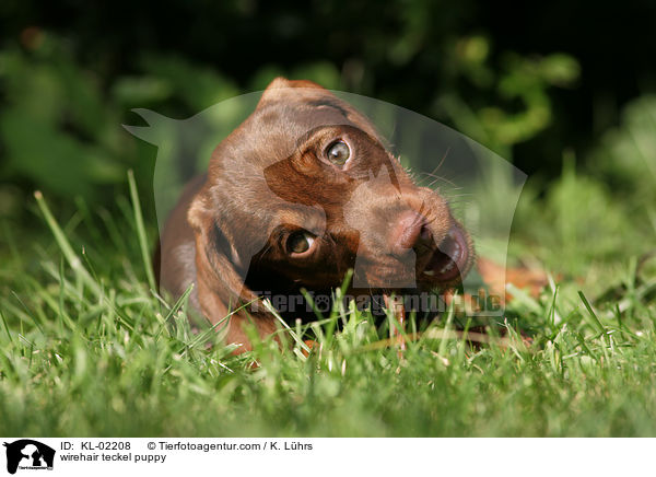 Rauhaardackel Welpe / wirehair teckel puppy / KL-02208