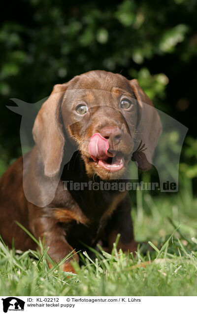 Rauhaardackel Welpe / wirehair teckel puppy / KL-02212
