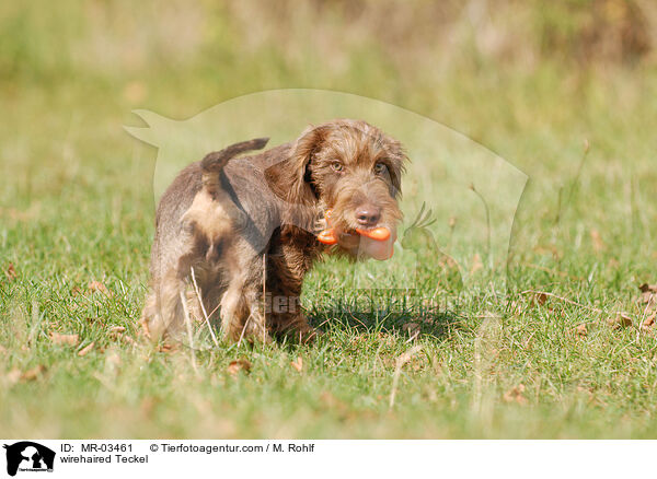 Rauhaardackel / wirehaired Teckel / MR-03461