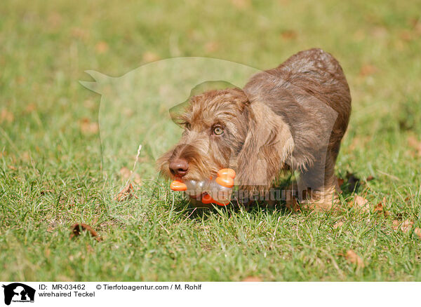 Rauhaardackel / wirehaired Teckel / MR-03462