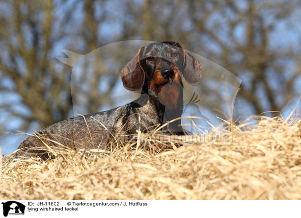 liegender Rauhaardackel / lying wirehaired teckel / JH-11602