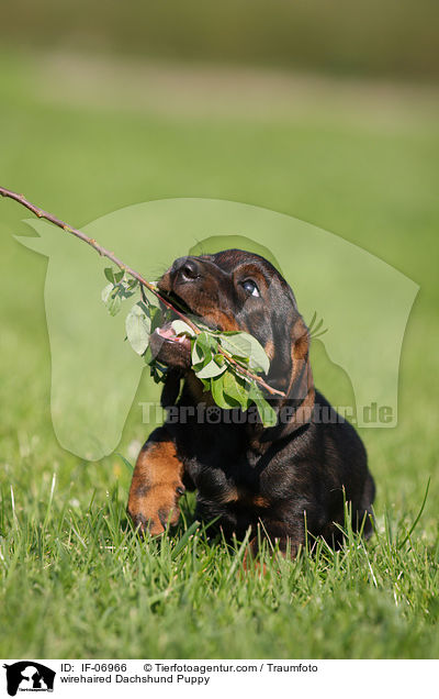 Rauhaardackel Welpe / wirehaired Dachshund Puppy / IF-06966