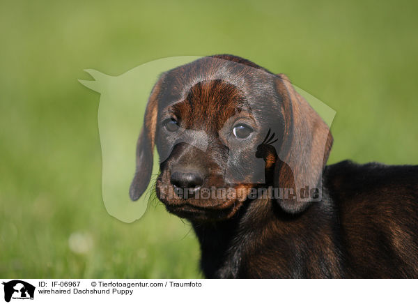 Rauhaardackel Welpe / wirehaired Dachshund Puppy / IF-06967
